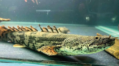 Palmas Endlicheri ( Polypterus endlicherii )