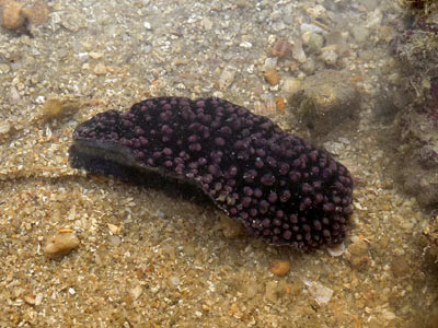 Phyllidiella nigra