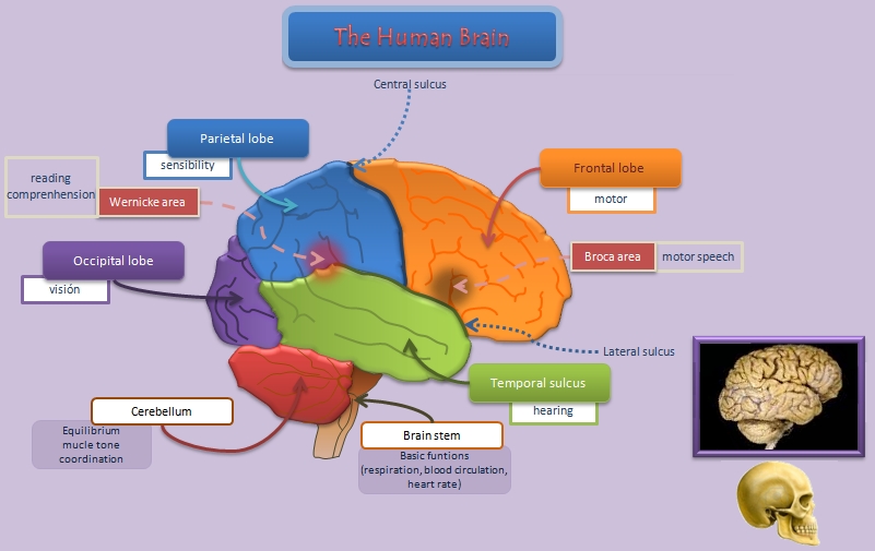 human brain diagram. Diagram Human brain