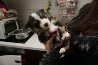 Baby australian shepherd