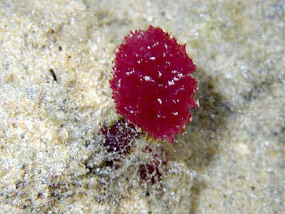 Red Maiden's Fan (Oceanapia sagittaria)