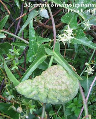 Doca (Arujia brachystephana)