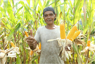 petani jagung 