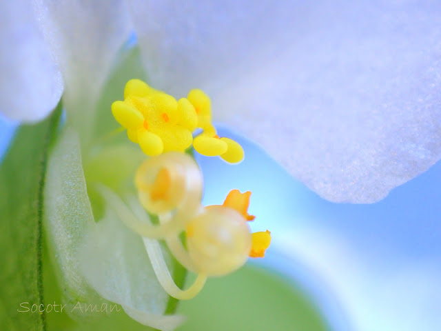 Commelina communis