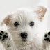 Download dog screen wallpaper