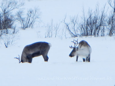 Kiruna guidetur, snowmobile, high mountain tour, scenery