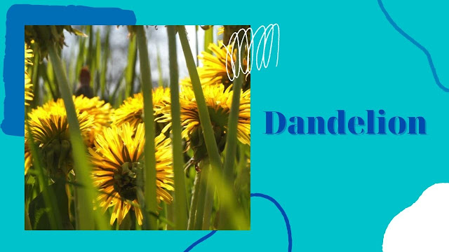 Dandelion for Cellulitis