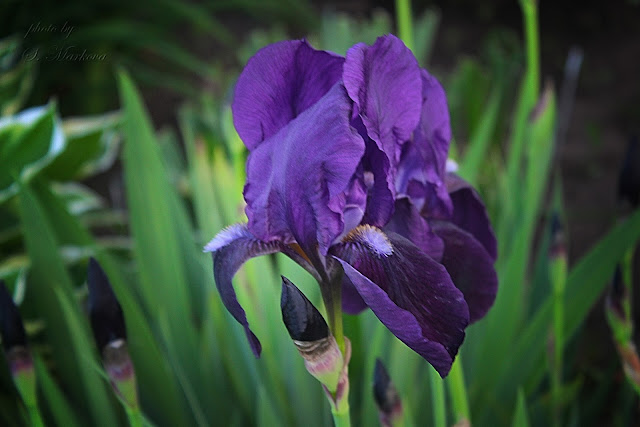 iris