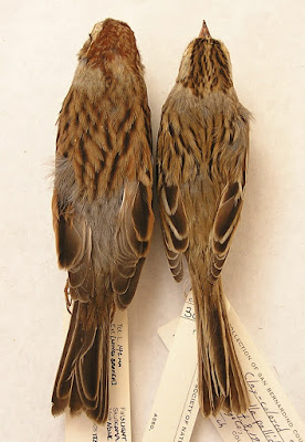 comparison of Clay-coloured and Chipping Sparrows