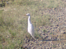 nice-bird-image-at-my-home