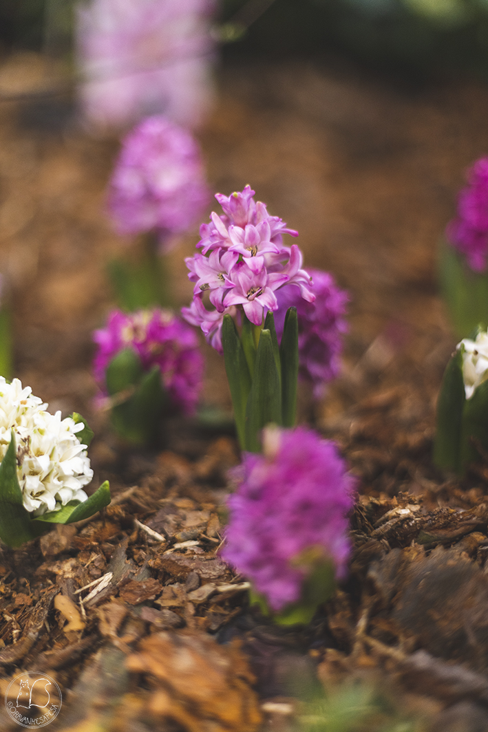 Kevätmessut 2022 ideapuutarha yleiskoristelu hyasintti Hyacinth