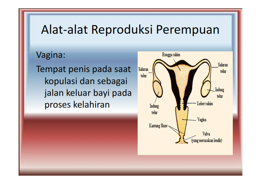 BIOLOGI GONZAGA: SOAL REPRODUKSI MANUSIA KELAS 9 SMP