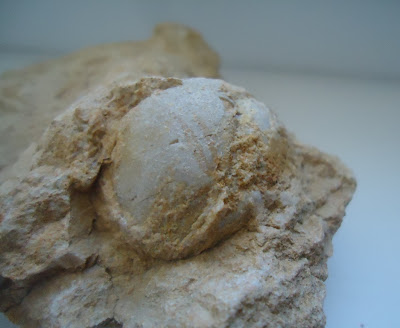 Amazing Fossil Sea Urchin Echinoid