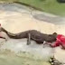 crocodile eat head handler in Thailand, Travelers Shock