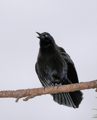 common grackle flight. images and Common grackles are