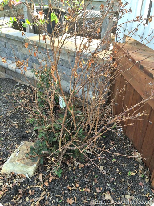 pruning knock out roses