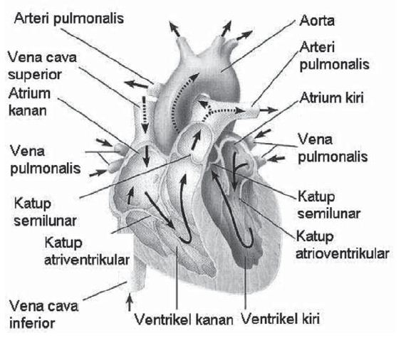 Pengertian Organ dan Struktur Organ Pada Tubuh Manusia 