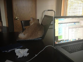 funny cat pictures, cat sitting on laptop