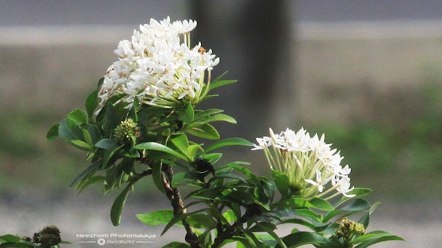 Bunga Jejarum Putih atau Pecah Periuk Putih atau White Ixora