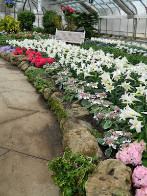 Centennial Park Conservatory 2018 Easter Flower Show Massed Florist Hydrangeas and Easter Lilies by garden muses-not another Toronto gardening blog