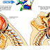 Closed-head injury