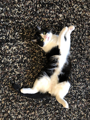 Black and white cat on his back