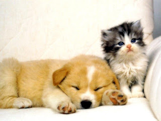 kitten and puppy