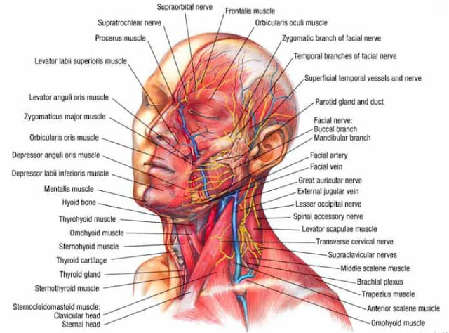 anatomi otot kepala