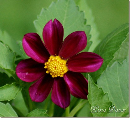 Dahlia_Victoriana_Burgundy