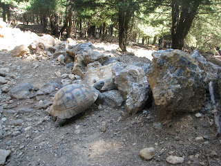 Tortoises Kos Island