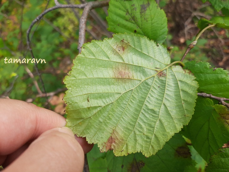 Лещина разнолистная / Орешник разнолистный (Corylus heterophylla)