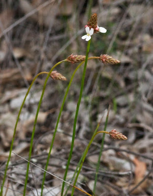 Stylidium cf scariosum