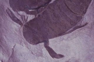 Pterygotus, Kalajengking Laut Purba [ www.BlogApaAja.com ]