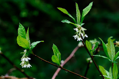 Indian Plum a.k.a. Oso Berry