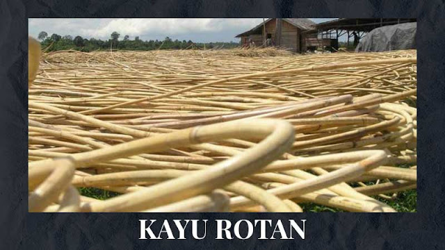 Kayu Rotan untuk mebel