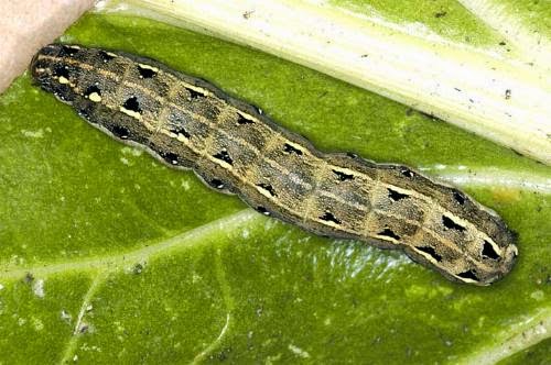 Ulat grayak (Spodoptera litura)