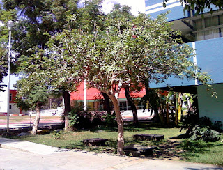 Guava ağacı