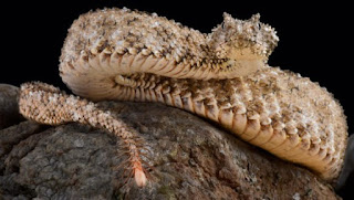 Spider Tailed Horned Viper