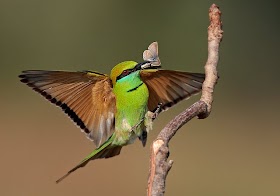 Fakta Dan Keunikan Bee-Eater Hijau