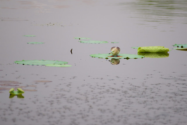 Indian Pond Heron बगुला, अँधा बगुला, चमा बगुला, खूंच बगुला, अंध बक, भूरा बगुला  (Ardeola grayii)