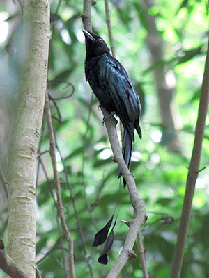 Greater Racket-tailed Drongo (Dicrurus paradiseus)