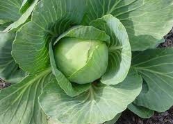 Loose Fat in 7 Days Your Fat Belly Is Off With Cabbage Soup Diet