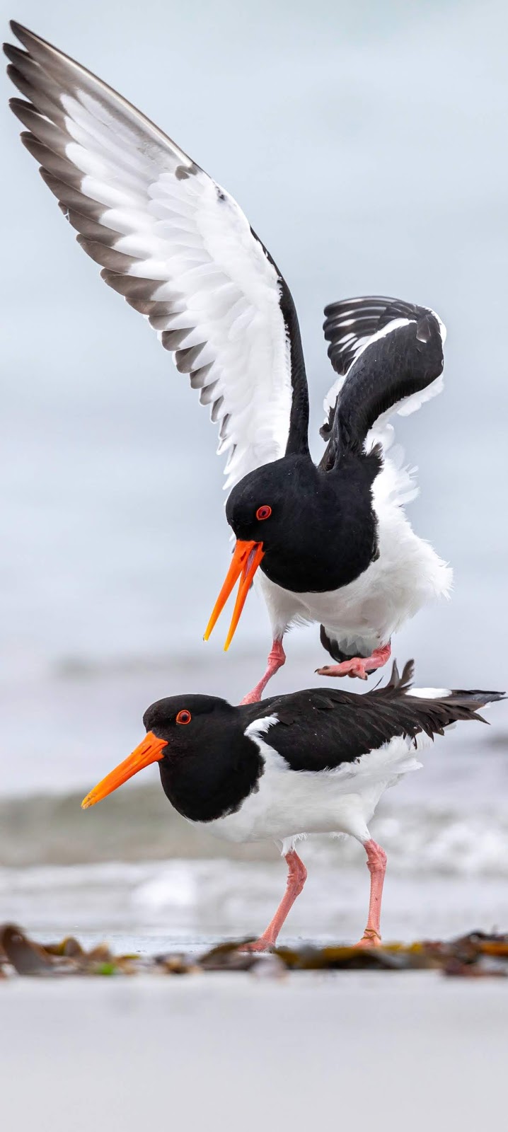 Birds at a beach.