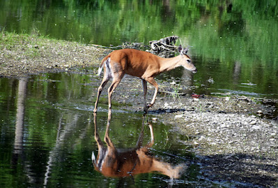 Doe in creek