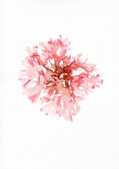 Seaweed 5 by Oona Culley, watercolour botanical art painting