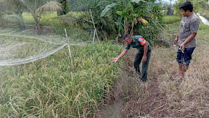 Cegah Gagal Panen, Babinsa Minta Petani di Lhok Gayo Intens Kontrol Padi