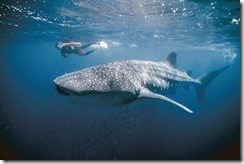Ningaloo Coast, Australia