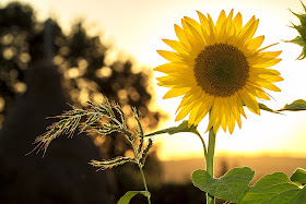 Sunflowers, Living from Glory to Glory Blog...