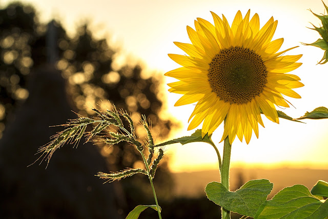 Sunflowers, Living from Glory to Glory Blog...