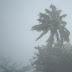 TRUMP DECRETA EMERGENCIA EN PUERTO RICO  POR LA TORMENTA TROPICAL LAURA 